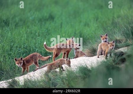 Fuchswelpen spielen vor dem Fuchsbau (Rotfuchs) (Fox), le divise della Red Fox giocano di fronte alla foxs den (European Red Fox) (Vulpes vulpes) Foto Stock