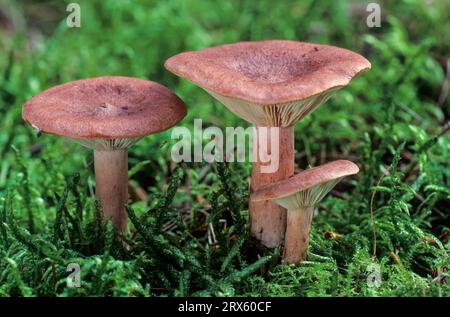 Il berretto rosso marrone è considerato immangiabile (fungo Paprika), il berretto rosso rosso è immangiabile (berretto di latte caldo rosso (Lactarius)) rufus Foto Stock