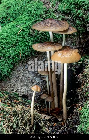 Il fungo timido ha con il suo stipe un collegamento diretto con le radici del suo albero ospite, Hymenopellis radicata (Xerula radicata) Foto Stock