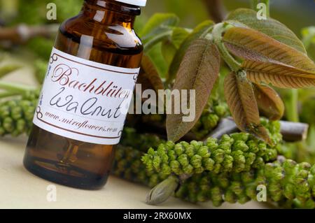 Bottiglia con gocce di fiori di Bach, noce (Juglans regia), gocce di fiori di Bach, fiori di Bach, terapia con fiori di Bach Foto Stock