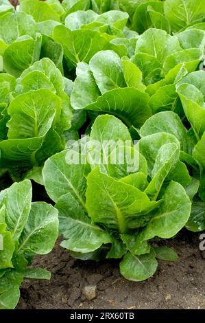 Lattuga Romaine 'Remus' (Lactuca sativa var. longifolia) Foto Stock