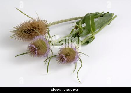 Card Tea (Dipsacus sylvestris) (Dipsacus silvestris) (Dipsacus fullonum) Foto Stock