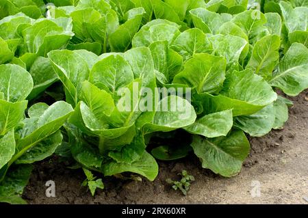 Lattuga Romaine 'Remus' (Lactuca sativa var. longifolia) Foto Stock