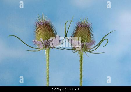 Card Tea (Dipsacus sylvestris) (Dipsacus silvestris) (Dipsacus fullonum) Foto Stock