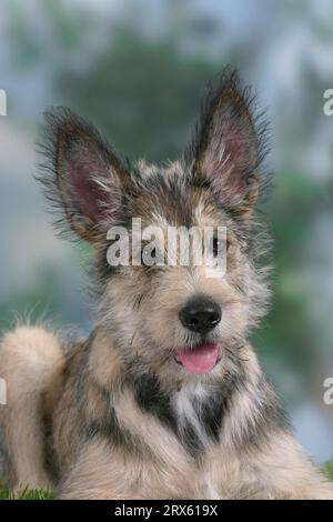 Berger Picard, cucciolo, 14 settimane, Berger de Picardie Foto Stock