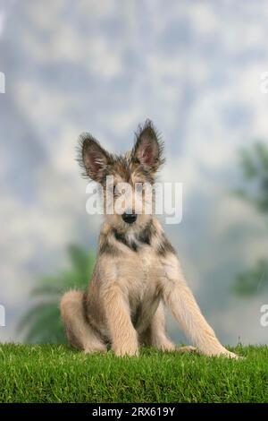 Berger Picard, cucciolo, 14 settimane, Berger de Picardie Foto Stock