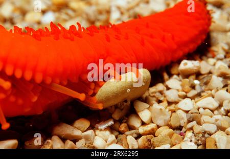 Stella marina rossa mediterranea, Grecia, stella marina rossa mediterranea (Echinaster sepositus) stella marina, stella marina viola, stella marina sangue Foto Stock