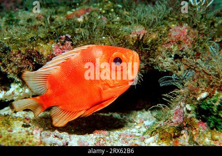 Persico obeso, isola di Cocos (Priacanthus hamrur), laterale, distaccata, Costa Rica Foto Stock