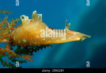 Lepre marina poco maculata (Aplysia rosea), Croazia Foto Stock