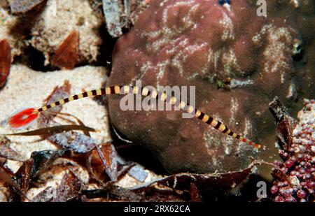 Zebra Pipefish, Sulawesi, Banded (Doryrhamphus dactyliophorus) Pipefish, Indonesia Foto Stock