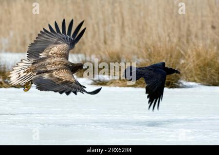 Il giovane aquila dalla coda bianca (Haliaeetus albicilla) seguì il corvo comune (Corvus corax) Meclemburgo-Vorpommern, Germania Foto Stock