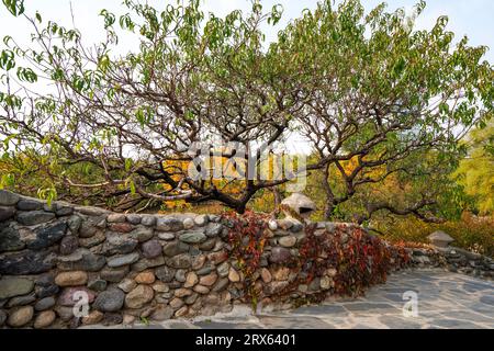 Piante a Taiwan Scenic Spot of China Ethnic Museum Foto Stock