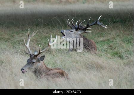 Bushy Park, Londra, Regno Unito. 21 settembre 2023. La stagione dei cervi rossi si svolge a Bushy Park. Foto Stock