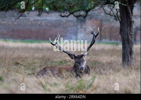 Bushy Park, Londra, Regno Unito. 21 settembre 2023. La stagione dei cervi rossi si svolge a Bushy Park. Foto Stock