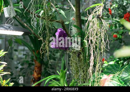 l'orchidea viola fiorisce in una serra Foto Stock
