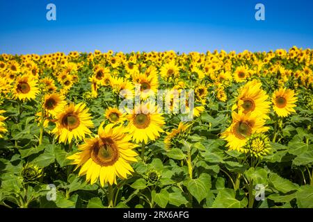 Girasoli che fioriscono in un vasto campo Foto Stock