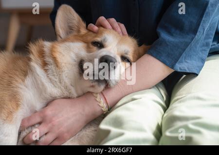 Pembroke gallese Corgi cane riposa in braccio alla donna a casa Foto Stock