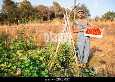 Uomo sorridente che trasporta una cassa di pomodori nel frutteto nelle giornate di sole Foto Stock