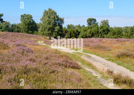 Germania, Renania settentrionale-Vestfalia, Haltern am SEE, strada sterrata nel Westruper Heide Heathland Foto Stock