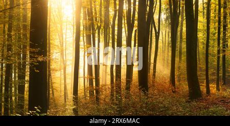 La luce del sole dorata illumina la nebbia in una foresta in autunno, con le silhouette dei tronchi d'albero che creano un motivo vivace Foto Stock