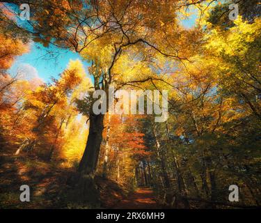 Rami di alberi colorati in una foresta pittoricamente soleggiata in autunno. Cime degli alberi splendidamente illuminate dal sole con cielo blu brillante Foto Stock