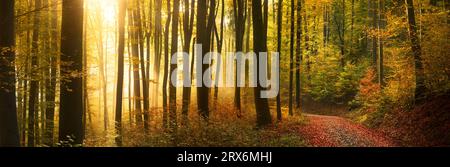 Splendida luce dorata che si illumina nella nebbia tra le sagome dei tronchi di alberi in una foresta panoramica in autunno, con un ampio panorama Foto Stock