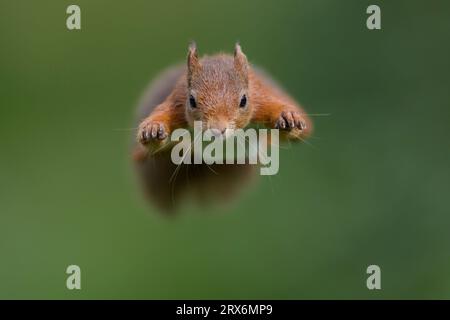 Scoiattolo rosso eurasiatico (Sciurus vulgaris) che salta verso la fotocamera Foto Stock