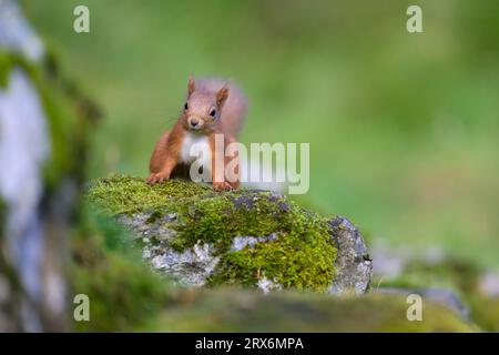 Scoiattolo rosso eurasiatico (Sciurus vulgaris) in piedi su roccia mossy Foto Stock