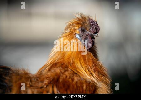 pollo in una fattoria in australia in un campo Foto Stock