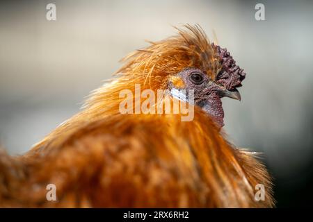 pollo in una fattoria in australia in un campo Foto Stock