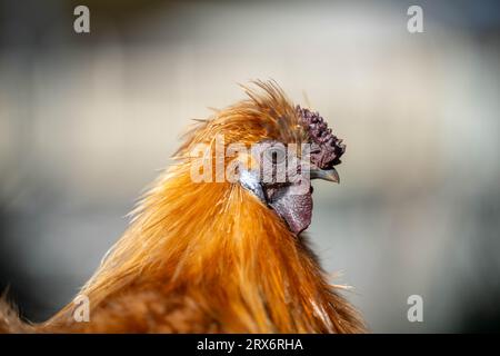 pollo in una fattoria in australia in un campo Foto Stock