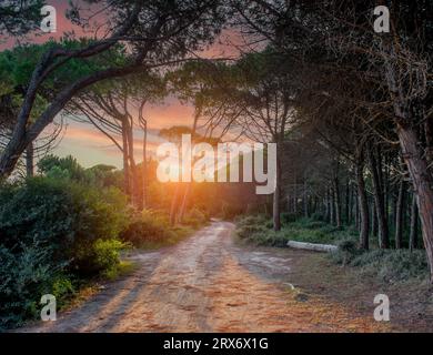 Strada nella pineta al tramonto Foto Stock