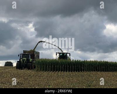 Bindlach, Germania. 23 settembre 2023. Le nuvole scure attraversano un campo di mais in fase di raccolta. Credito: Kathrin Zeilmann/dpa/Alamy Live News Foto Stock