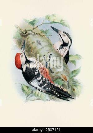 Una splendida opera d'arte digitale di uccelli classici. Illustrazione di uccelli in stile vintage. Foto Stock