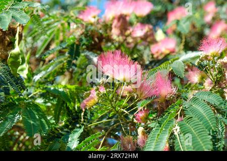 Primo piano rosa albizia julibrissin fiore di seta mimosa. Messa a fuoco selettiva inclusa. Foto Stock