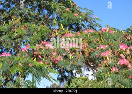 Primo piano rosa albizia julibrissin fiore di seta mimosa. Messa a fuoco selettiva inclusa. Foto Stock