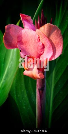 canna Lily, zoo di Calgary, Alberta Foto Stock