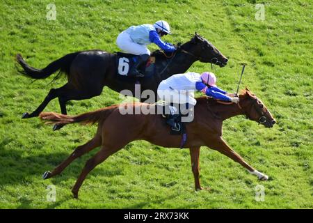 Newbury, Regno Unito. 23 settembre 2023. Feigning Madness (cappello rosa), guidata da Hector Crouch, vince la Norris Hill School EBF Novice Stakes 15,50 davanti a New Chelsea, guidata da Laura Pearson all'ippodromo di Newbury, Regno Unito. Crediti: Paul Blake/Alamy Live News. Foto Stock