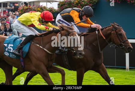 York Racecourse, York, Regno Unito, sabato 23 settembre 2023; Aphelios e il fantino Daniel Muscutt vincono il Jigsaw Sports Branding handicap all'Ippodromo di York per l'allenatore Michael Appleby e il proprietario degli Horse Watchers. Crediti: JTW equine Images/Alamy Live News Foto Stock