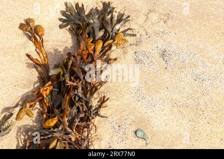 Alghe su una spiaggia in Cornovaglia, Inghilterra, Regno Unito Foto Stock