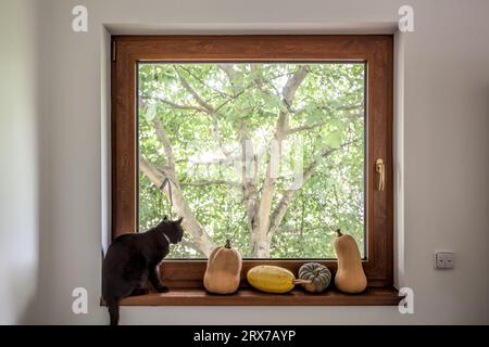 Serie di zucche con gatto nero su davanzale contro albero Foto Stock