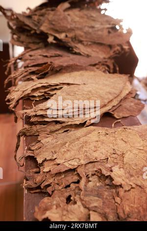 Foglie di tabacco essiccate in primo piano e pila sfocata di sigari cubani premium laminati a mano su un tavolo di legno per la produzione. I sigari migliori del mondo Foto Stock