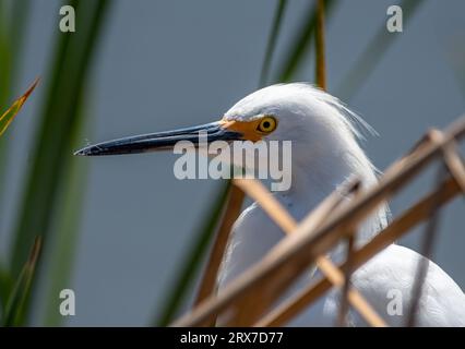 Primo piano di una banconota, volto e occhio di una bellissima Egret innevata trovata in una palude del Texas meridionale. Foto Stock