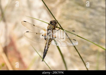 La libellula a quattro puntini si appoggia su un'erba paludosa durante la primavera. Essex, Inghilterra, Regno Unito. Foto Stock