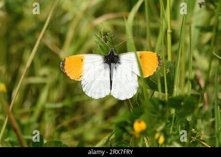 Una farfalla maschio con punta arancione riposa in un prato primaverile in una mattinata di sole. Essex, Inghilterra, Regno Unito. Foto Stock