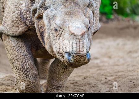 Primo piano di un rinoceronte con un Corno tagliato, che protegge gli animali dai bracconieri, concetto Foto Stock