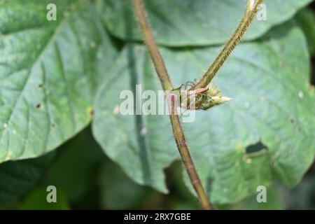 Un ragno di lince spiky di colore arancione appartiene al genere Oxyopes e poggia su un gambo peloso Foto Stock