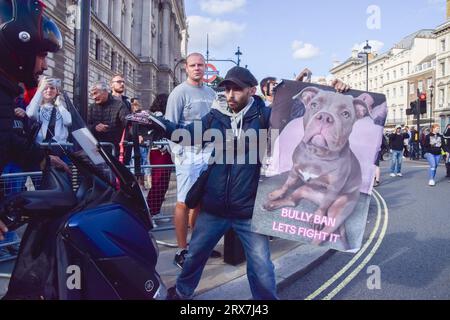 Londra, Inghilterra, Regno Unito. 23 settembre 2023. Un manifestante blocca il traffico in Parliament Square mentre i proprietari di cani e i sostenitori marciano a Westminster in segno di protesta contro il divieto del bullo americano XL. La razza di cane è destinata ad essere vietata nel Regno Unito a seguito di una serie di attacchi contro le persone. (Immagine di credito: © Vuk Valcic/ZUMA Press Wire) SOLO USO EDITORIALE! Non per USO commerciale! Crediti: ZUMA Press, Inc./Alamy Live News Foto Stock