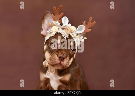 Ritratto del cucciolo Bulldog francese colorato Mocca Tan con le corna delle renne su sfondo marrone Foto Stock