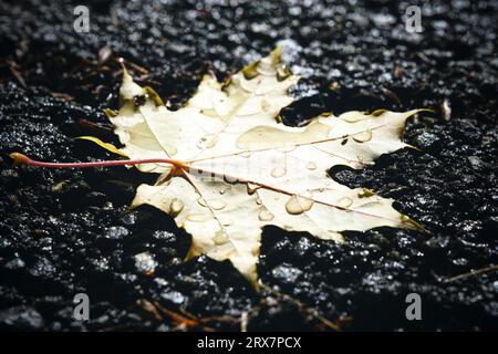 La foglia d'acero caduta si trova sull'asfalto in gocce di pioggia autunnale Foto Stock
